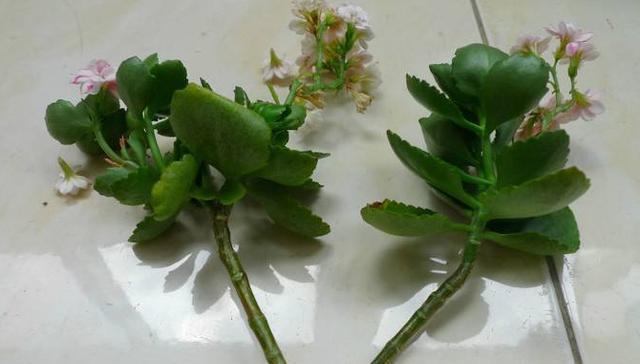 扦插长寿花,就用这方法,怎么扦插都成活,长根特别快!