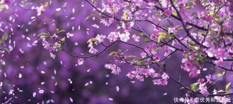 诗人@李商隐的这首《落花》,也是千古名篇,肠断未忍扫,眼穿仍欲归!