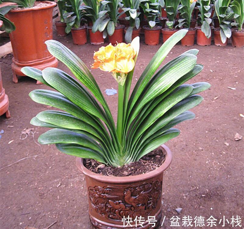 恶习|君子兰盆栽，忌讳这3个地方不走心，养成恶习