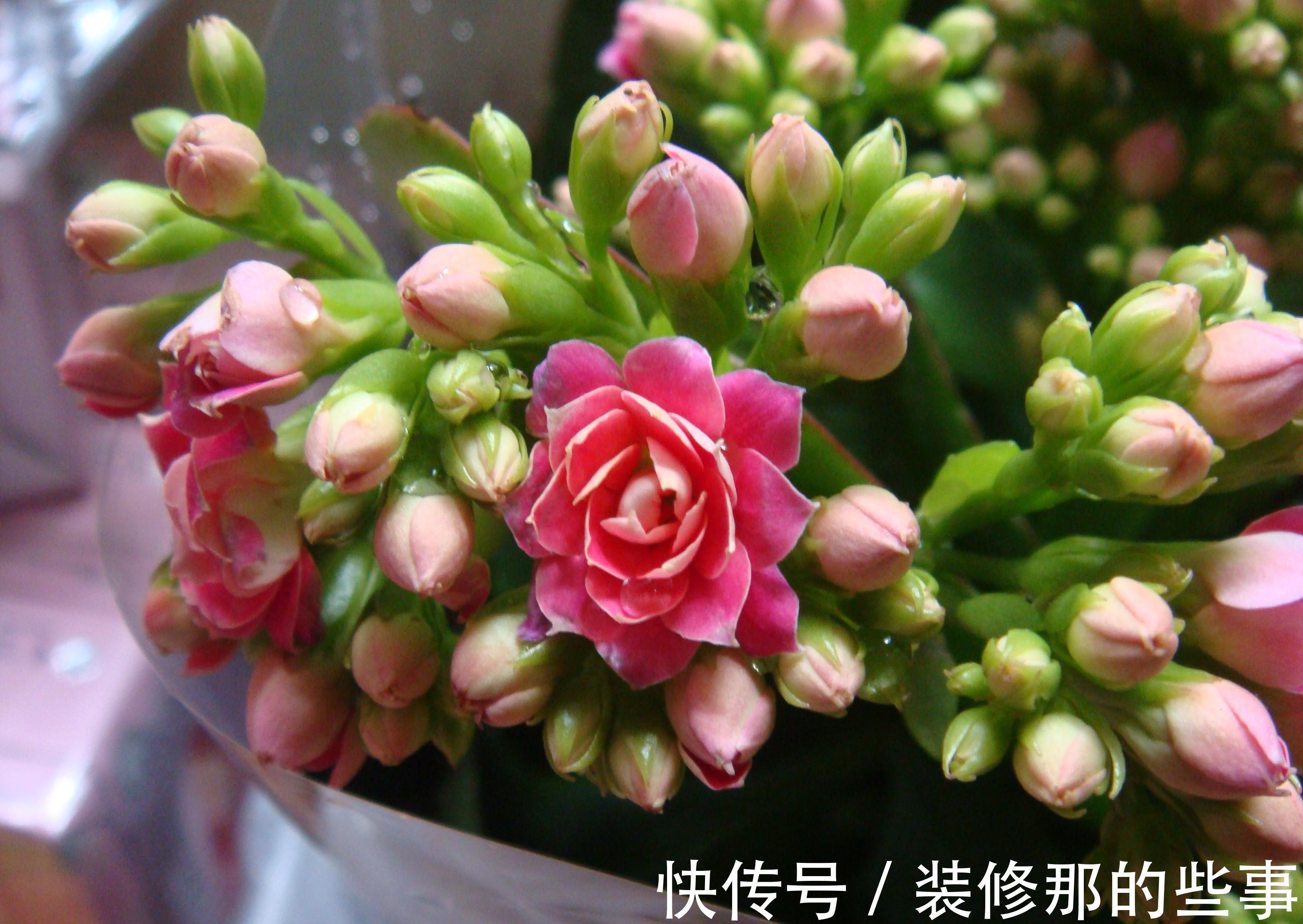 茶花|6种“娇气花”，天热谨慎买，回家就掉花苞，养不活太后悔
