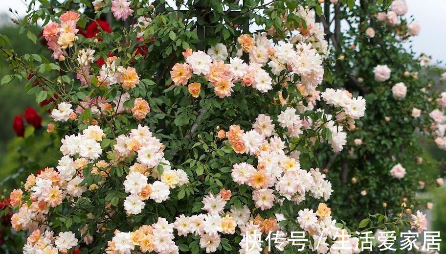 笋芽|月季这样养，轻松变花墙，一颗就能变出一片花海