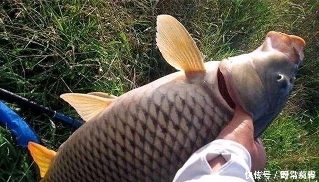 野钓新手想在野河里钓大鱼,这几个步骤有效降低难度