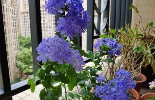 爱花养花，天冷打理就不能忽视这些因素，不然一盆不剩