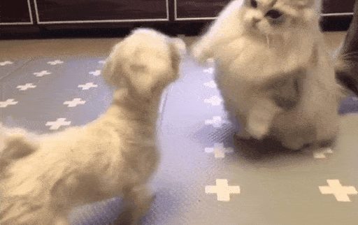 |搞笑GIF:女朋友不能为你挡风遮雨,要女朋友有什么用呢?