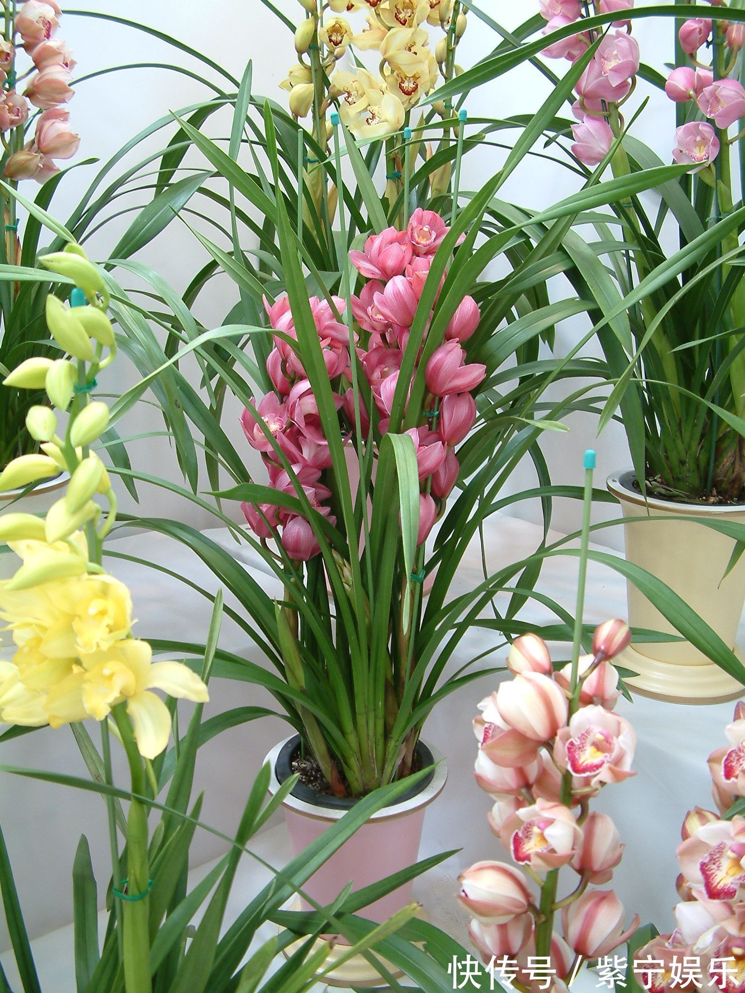 大花蕙兰怎么养日常注意几个小细节，花苞蹭蹭的冒，快速开爆盆