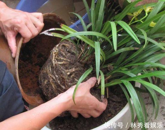 叶子|兰花移栽、换盆就死掉学会3招,养一盆活一盆,叶子飘逸花箭多