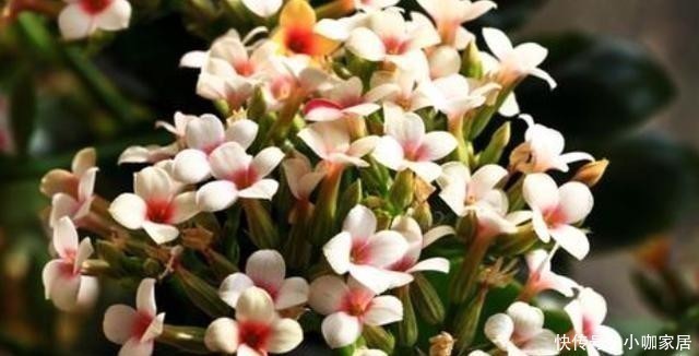 小动作|买回长寿花多做1个“小动作”，花开一茬接一茬，不然开完就装菜