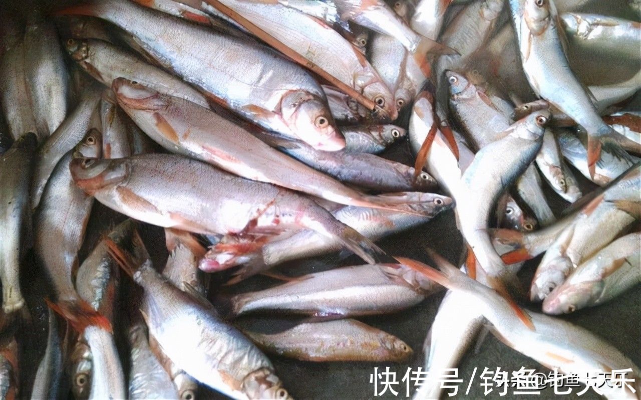 用泥鳅垂钓，湖南三名“假钓友”被抓！现场查获59公斤翘嘴鱼