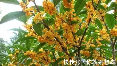 秋日$桂花,就是最美秋日诗词!