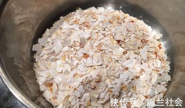 长寿花|君子兰肥到流油,长寿花开不断,原来他用了这个小方法!