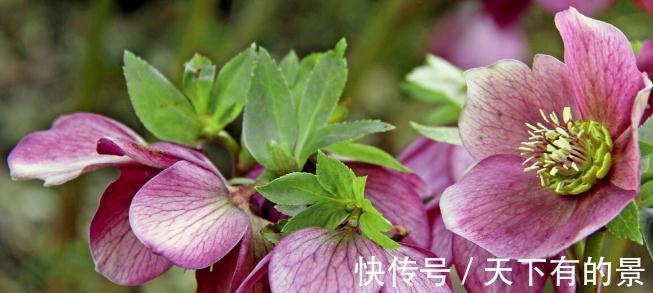 圆锥|秋天遇到8种花，该出手时就出手，犹豫不决容易坏事