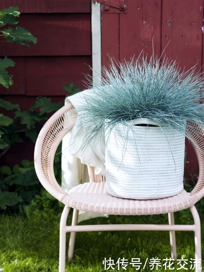 观赏草|6种绝佳的盆栽观赏草，买点种子就可以培育，新手园丁也可练练手