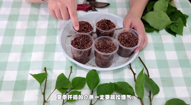 三角梅扦插有技巧,学会几点,一盆变多盆很简单