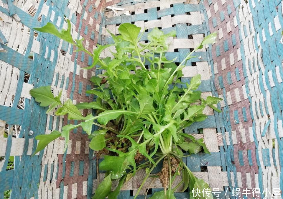 这菜不花一分钱,焯水储存一年都不坏,现在正当季,不懂可惜了