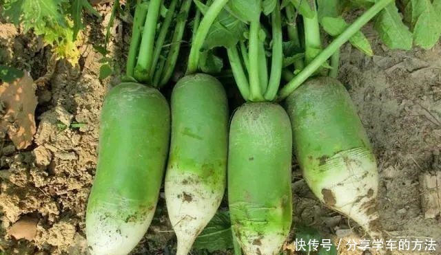 买萝卜,白皮、绿皮和红皮,哪个更好其实区别很大,别再挑错了