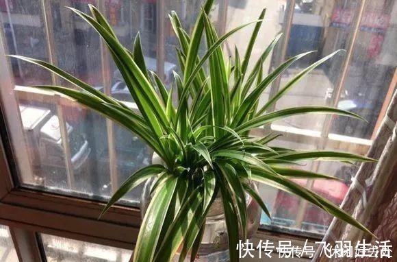 绿萝|这4种花 剪一段枝条丢水里就生根 家中绿意盎然!