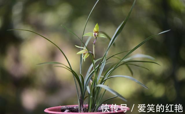 兰苗|兰花弱苗复壮,仅仅是施肥吗?主要的技巧有这几点