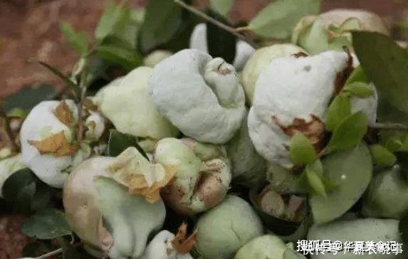 野果|这5种野果,正在渐渐消失,你叫得出名字的有几种,吃全了的不多