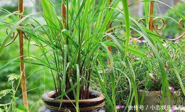 印度人视为“神草”，引入我国成杂草泛滥农田，殊不知价值珍贵