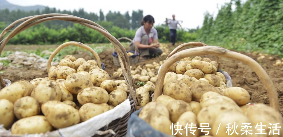 降血糖|土豆、红薯、山药的淀粉含量高，升血糖还是降血糖糖友能常吃吗