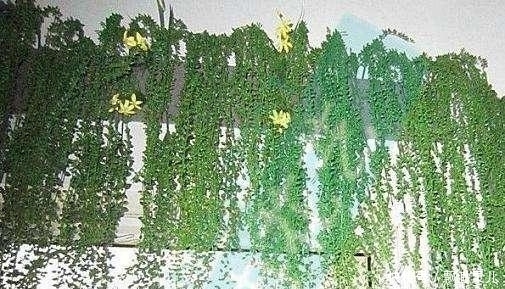 鲜花养不活改养多肉，这几款多肉吊起来养，简直美成银河系