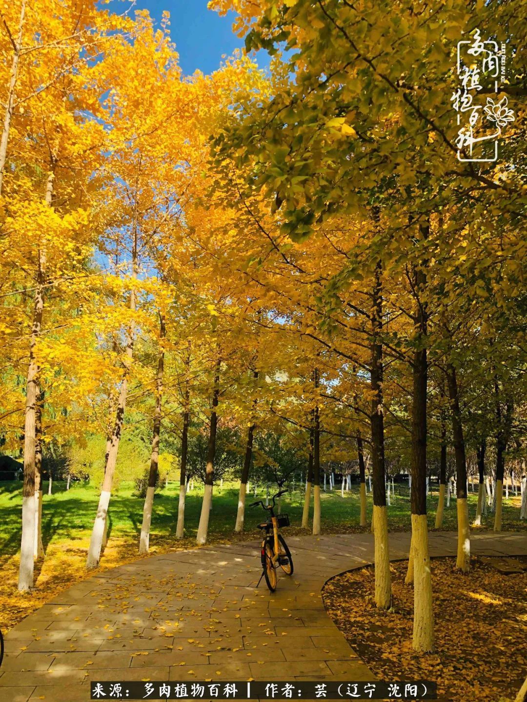 血罗|万物皆有灵性，一年四季有多肉陪伴真好！