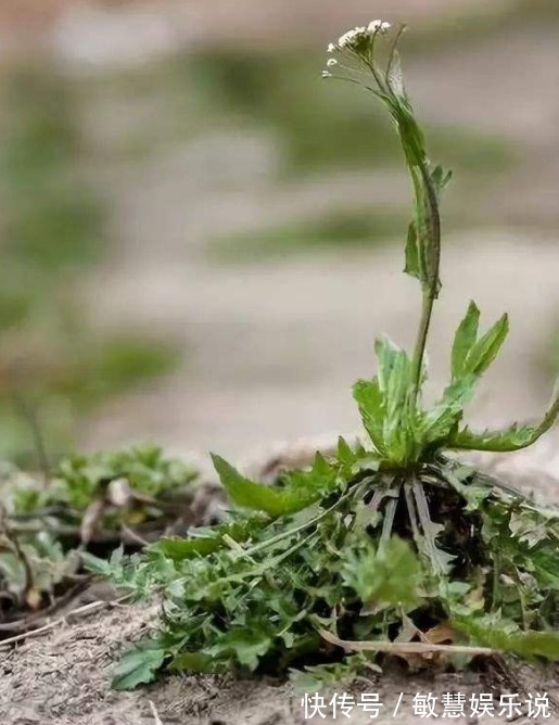 野花野草|乡下一珍贵野草,原本当是猪菜,研究古人用法后,取名“小人参”