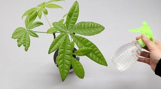 盆栽植物该如何养好根不想花钱买生根粉，就用它们轻松强根