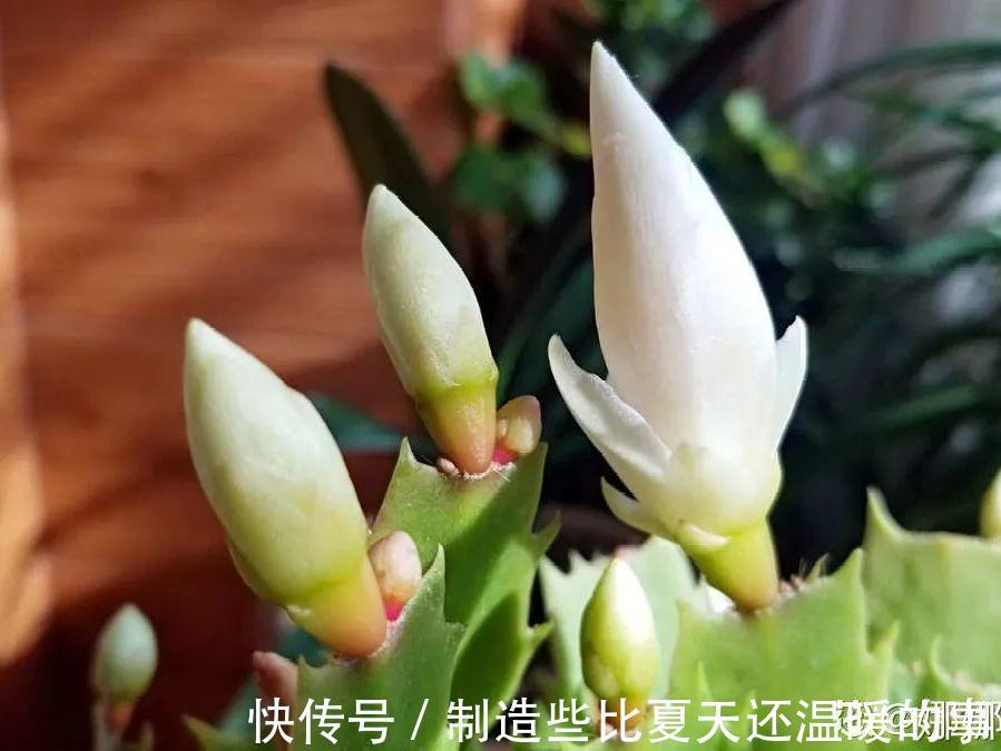 养护蟹爪兰，要注意8个要点，才能开出仙气飘飘花
