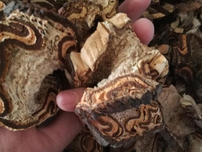 生命力|此种野生物,现可遇不可求,在民间十分珍贵,值得被我们珍惜保存