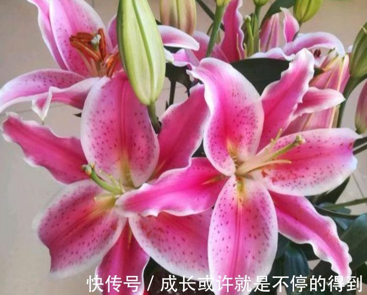 4种花自带财运，耐寒易打理，花美色艳，花儿轻松开爆盆