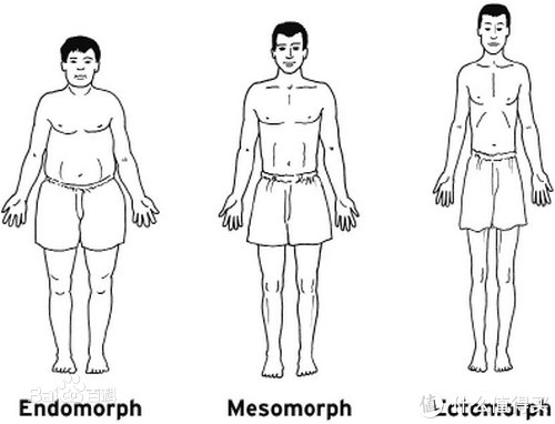 研究人员|还在给自己的体型分类？是时候终结这个迷思了！