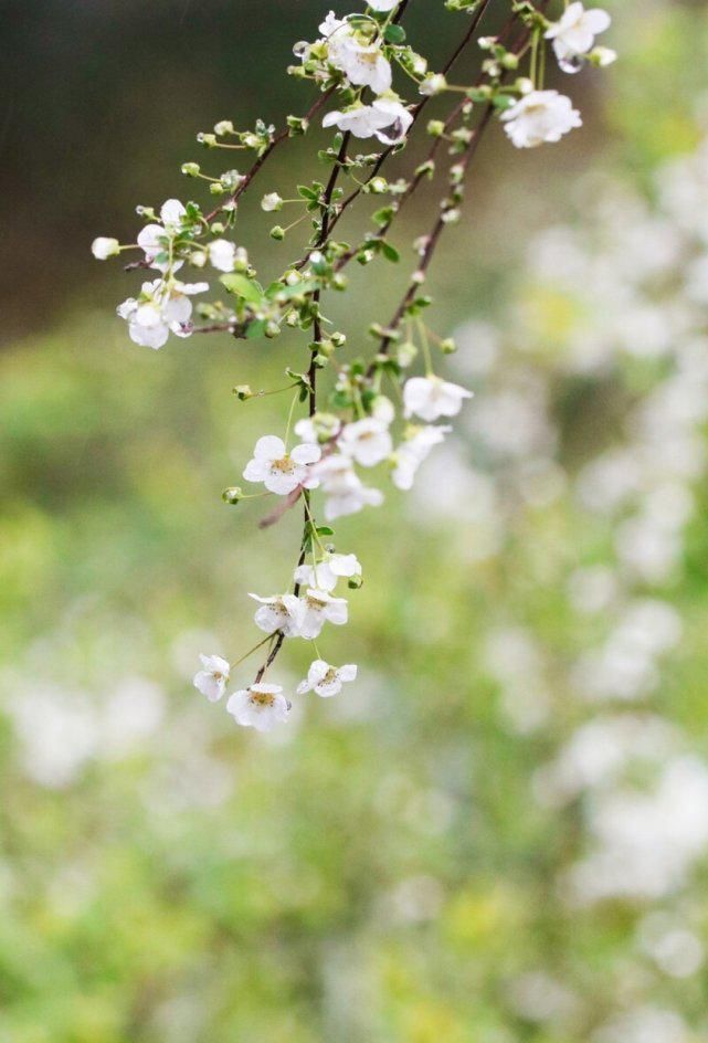  名花一枝香一国——诗词美图集