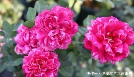 新手养花,不如养盆花中精品“紫雾凝霜”,高贵艳丽,美丽怡人