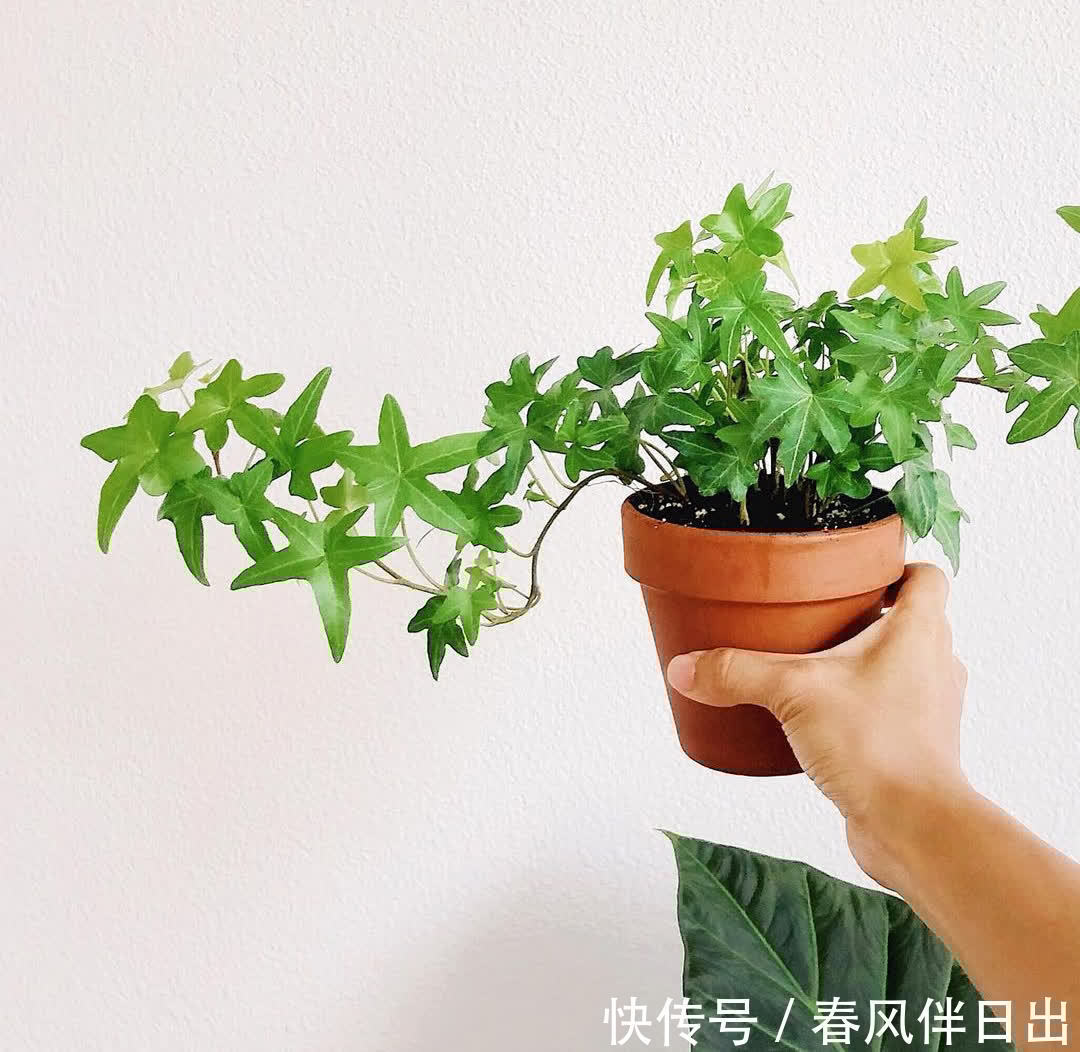 3种植物简约、大气，养在家里可以“净化空气”，第3种开花漂亮