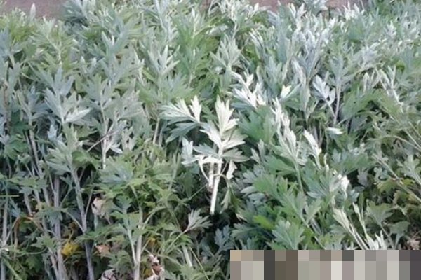 艾草不仅能泡脚,还能洗头,坚持一周,好处主动找上门