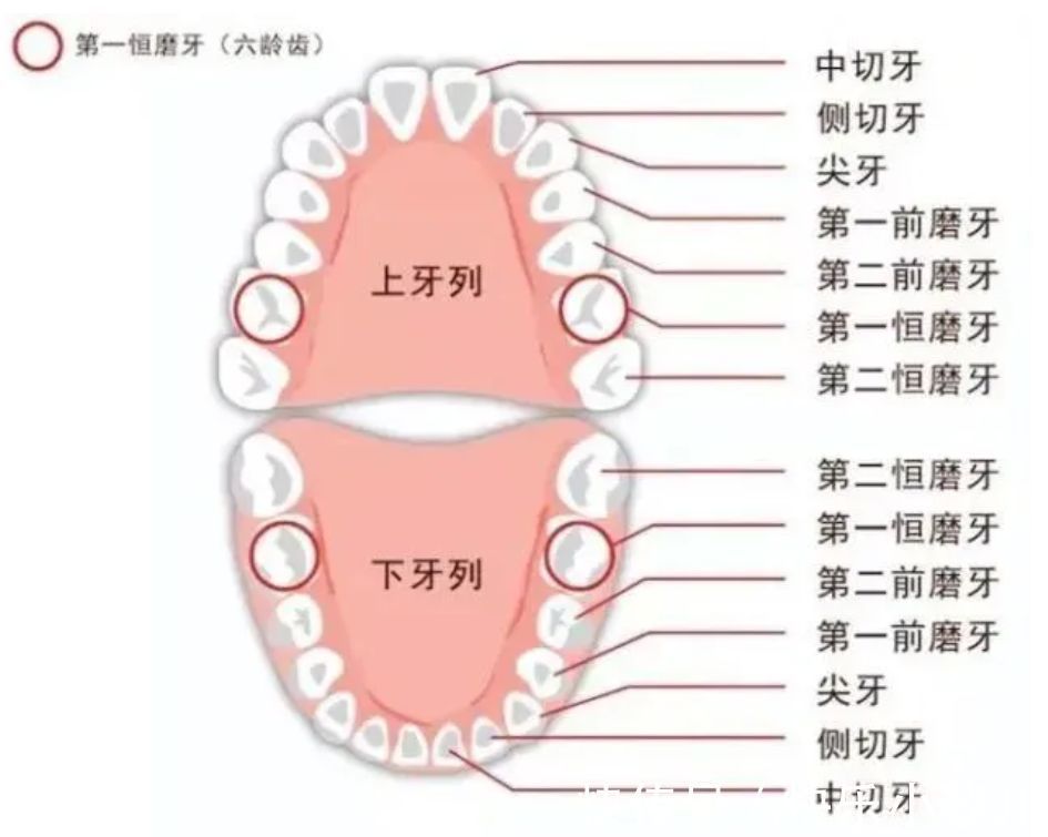 恒牙|6-12岁孩子换牙全过程：孩子能不能有一口好牙，这几点不能大意了