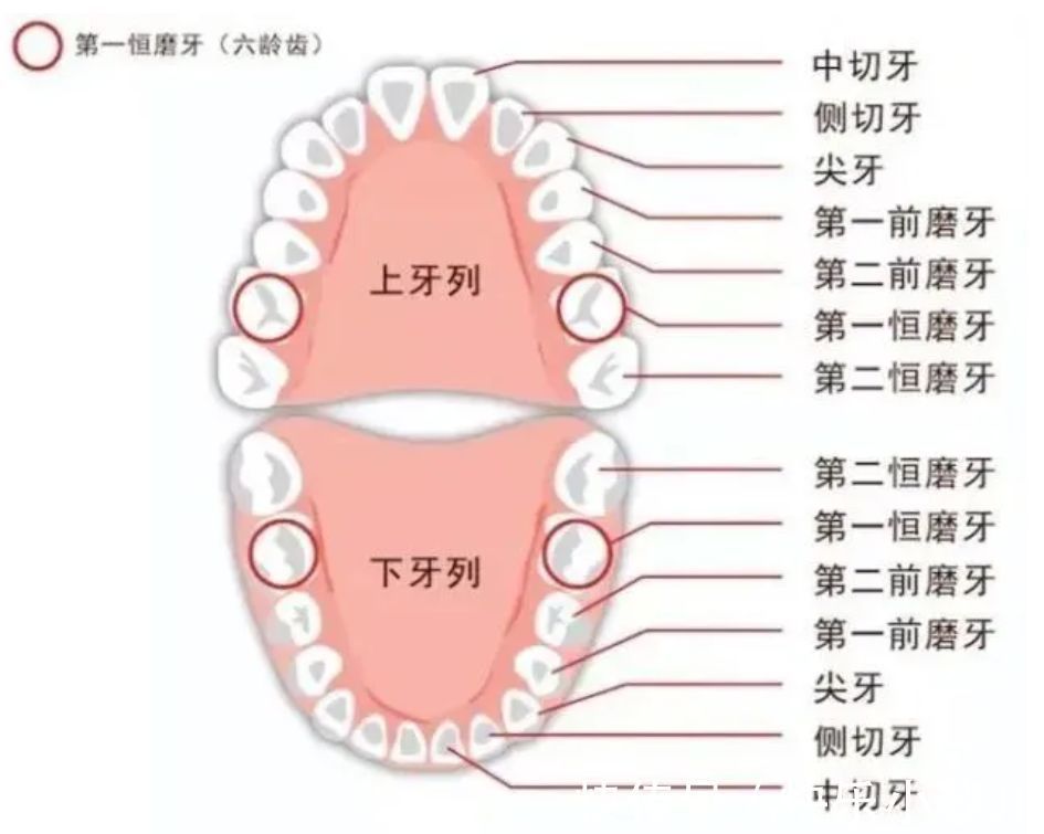 恒牙|6-12岁孩子换牙全过程:孩子能不能有一口好牙,这几点不能大意了