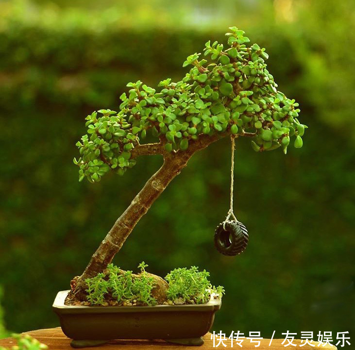 养出“这样的”金枝玉叶,需要“硬功夫”,学会4招,一盆上千块