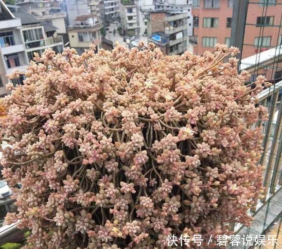 多肉|张大妈家的“多肉”又爆盆了,给看得“眼红”了