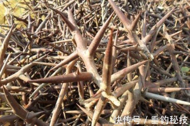 天一冷,都在钓草洞,殊不知草洞的学问还不少,一般人可不晓得