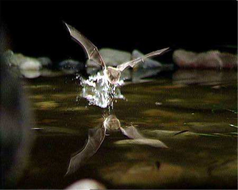 大石围|广西大石围出现食鱼的蝙蝠,爪如鱼钩,一晚上能捕获约30条小鱼