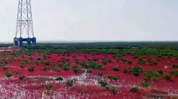 巡护队|新发现！大片红海滩！福州这里太美了！