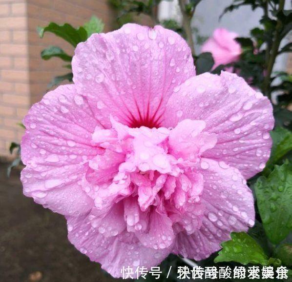 种花|4种花是开花机器,开起花来拦不住,全年都在开花美极了