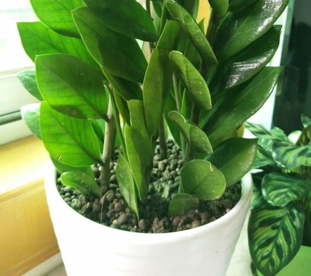 透水|金钱树的盆土干了以后浇透水一样的黄叶掉叶,金钱树该怎么浇水