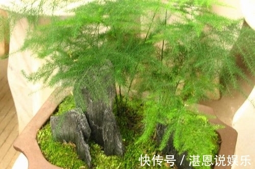 黄叶|养文竹总是黄叶，找准3个原因，长得茂密旺盛，变成“翠绿球”