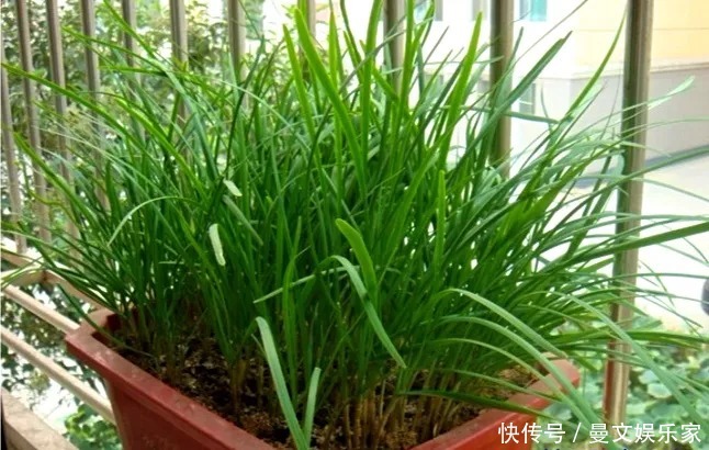 阳台种韭菜,菜根埋土里,10天就能割一茬!