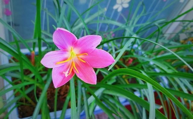 小事|养花种草乐趣多，不要着眼于花卉的状态，做好几件小事就非常有趣