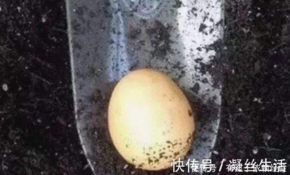 家庭养花,没有肥料也别愁,往土里埋“2个蛋壳”,啥都不缺!