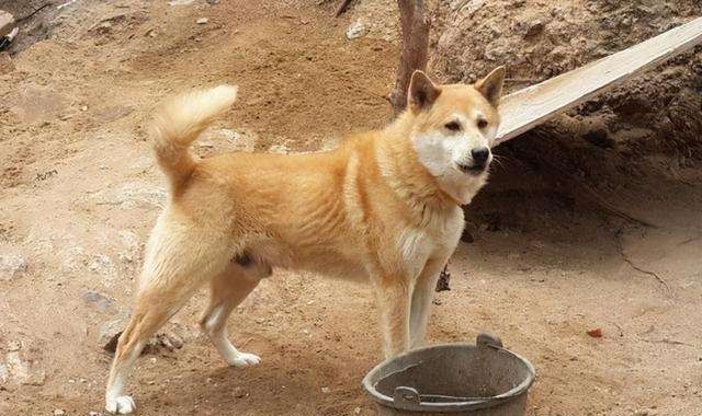 三国演义中#老祖宗的忠告:“喂狗别喂饱”是什么意思?其实后半句才是重点